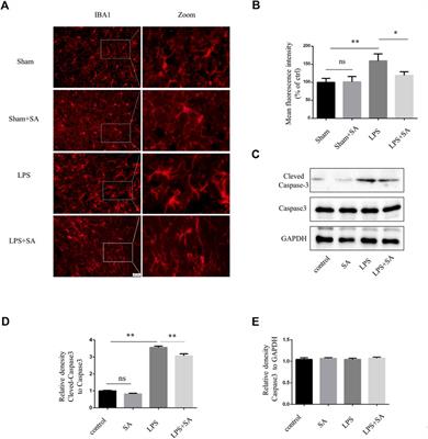 Sodium aescinate inhibits microglia activation through NF-κB pathway and exerts neuroprotective effect